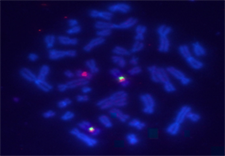 VividFISH 染色体FISH计数探针